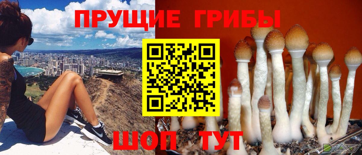 Галлюциногенные грибы Psilocybe Курганинск